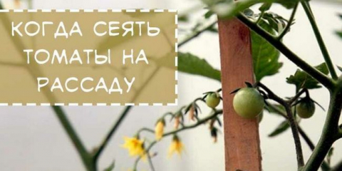 Kdy zaseje rajčata v sazenice v 2021